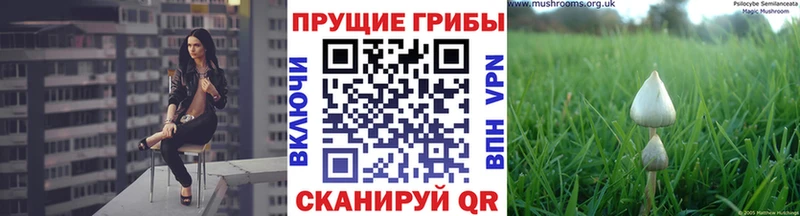 закладка  Севск  Псилоцибиновые грибы Psilocybine cubensis 